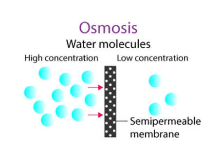 What Is Osmosis And Reverse Osmosis?