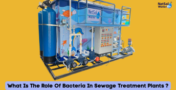 What Is The Role Of Bacteria In Sewage Treatment Plants ?