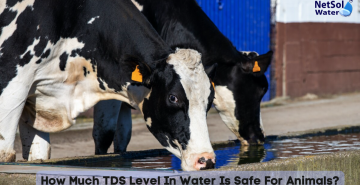 How Much TDS Level In Water Is Safe For Animals?