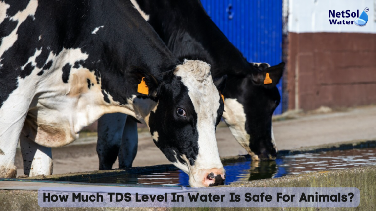 How Much TDS Level In Water Is Safe For Animals?